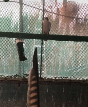 مقيض الصقور